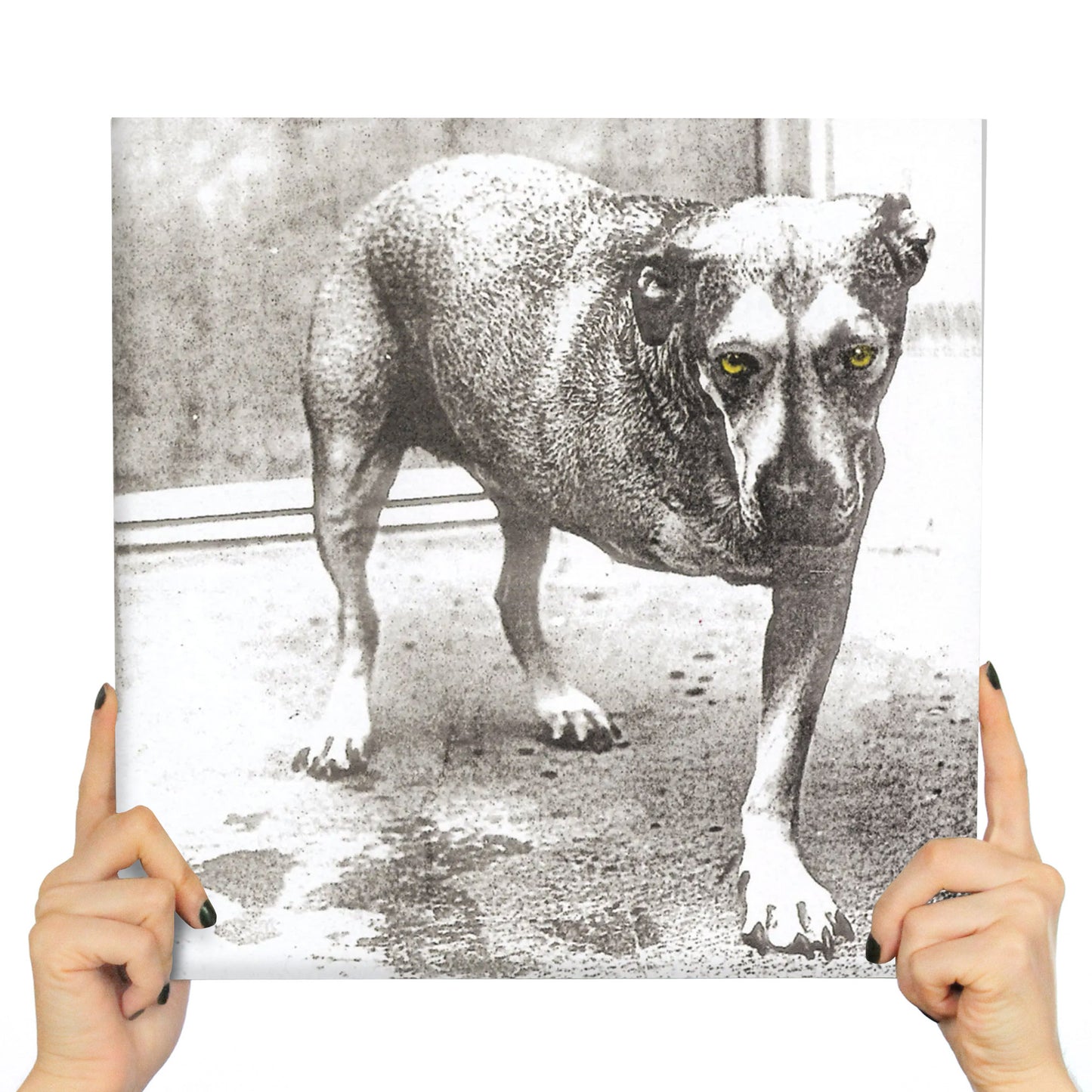 ALICE IN CHAINS - ALICE IN CHAINS (30TH ANNIVERSARY 2LP'S YELLOW NEON VINYL)